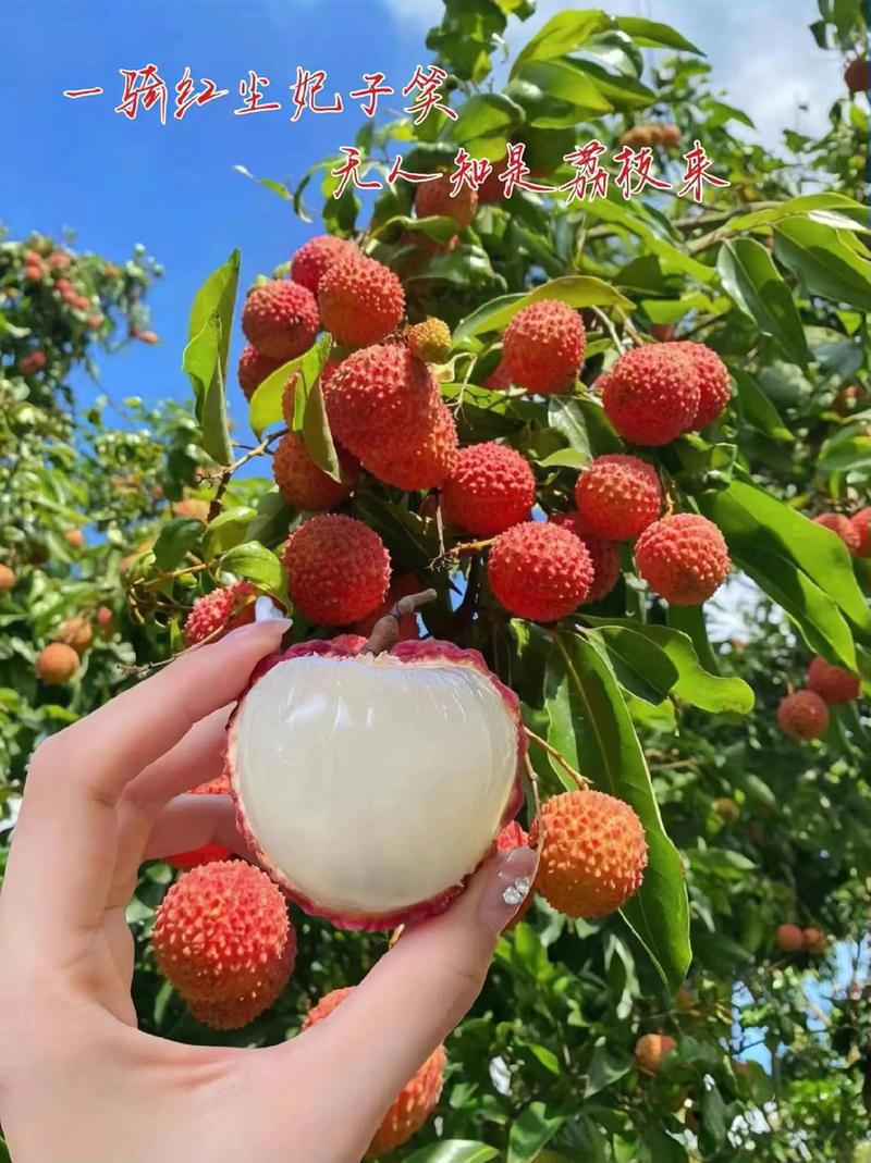 從“一騎紅塵妃子笑”到全球冷鏈：古今冷庫(kù)運(yùn)輸?shù)那暄葑? />
                  </a>
                </div>
                <div   id=